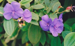 The wonderful Tibouchina, ever present in Hawaii!