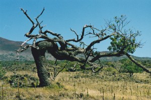 Growing on Mauna Kea slopes is no fun!