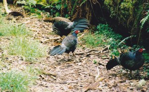 Birds are not afraid of man