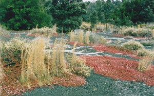 A few years later, a natural garden has appeared, without any man interferring!
