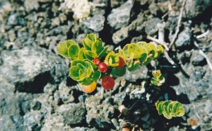 Flowers are quickly colonizing the new lava fields!