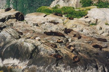 ... as well as fur seals!