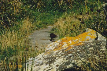 This is where we met the Weka (Gallirallus australis), easier to watch than the Kiwi!