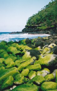 A nice beach... for sea-weeds!