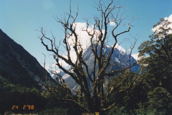 Approaching Milford sound!